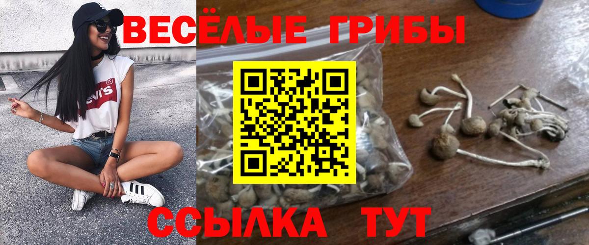 Псилоцибиновые грибы Psilocybe Гатчина